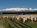 AA204792 cold meat North Canterbury Image