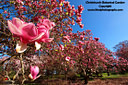 MP098870 lores Magnolia Blooming   Spring in Christchurch Image