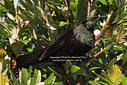 MP022116 tui lores Tui Image