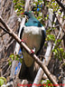 MP221014 lores New Zealand Pigeon Image