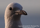 MP090194 brg7con8 Sea Gulls Image