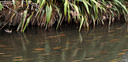 MP054004 Flow of the river Ducks, Geeses & Swans Image