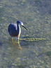 MP275812 heron hue10sat10 crp lores Grey Heron Image