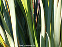 MP264497con8 hue18 lores Foliage Image