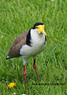 MP100791 Masked Lapwing (Vanellus miles   native to Oz) Image