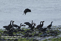 MP135577 brg10 Takeoff Birds Image