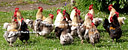 AA160688 Hen Party More Birds Image