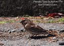 MP016820 crp lores More Birds Image