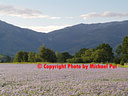 AA222598 Crop low res Mackenzie Country II Image