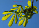MP301212 lores Foliage Image
