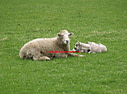 AA250196 twins low res Farm Animals Image