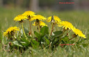 AA140659 mod Flowers Image