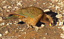 MP068893 lores Kea   Nestor notabilis Image