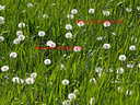 AA010923 Bloom time copy Flowers Image