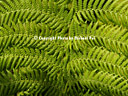 AA216967 silverfern Foliage Image