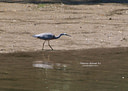 MP264229 lores Grey Heron Image